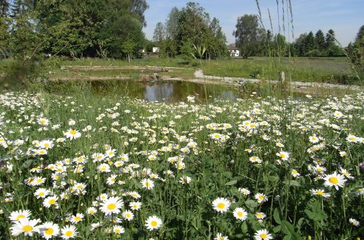 Ökologische Ausgleichsflächen Am Blütenanger / Pappelallee / Am Schnepfenweg