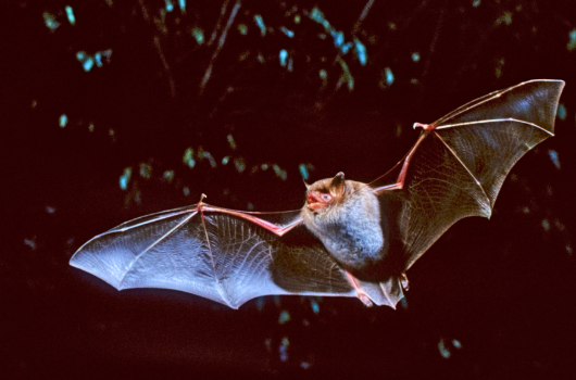 Fledermaus
