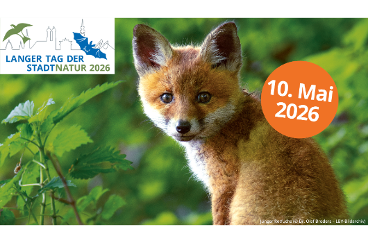 Langer Tag der StadtNatur 2026 Motivbild Junger Rotfuchs