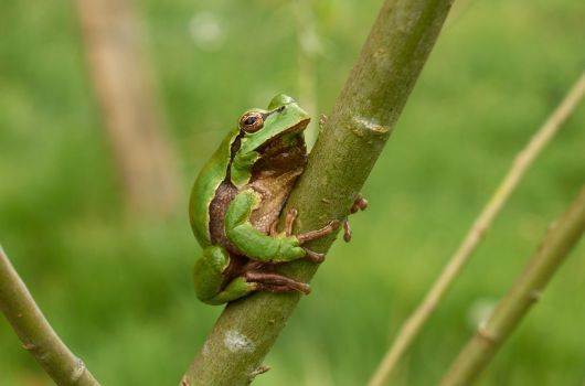 Laubfrosch