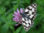 Schmetterling
