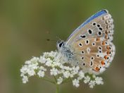 Himmelblauer Bläuling