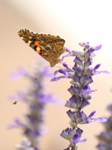 Schmetterling