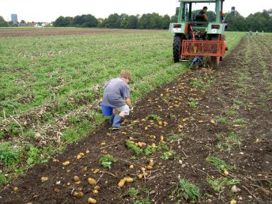 Kind sammelt Kartoffeln vom Boden auf. Davor fährt ein Traktor und holt die Kartoffeln mit einer Schleuder aus dem Boden.