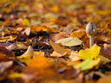 Herbstblätter